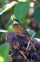 Trinidad2005 - 147 * Rufous-tailed Jacamar.